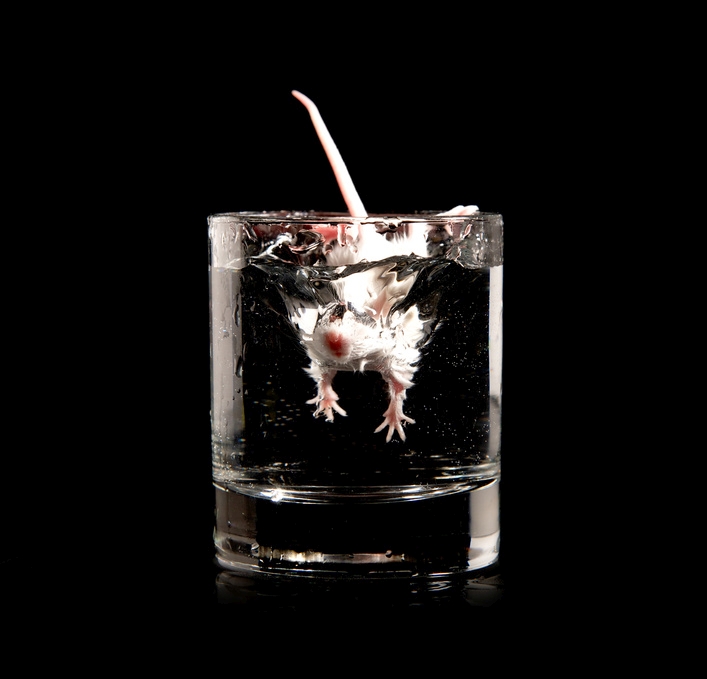 Das Bild zeigt eine Maus, die in einem Glas Wasser schwimmt.